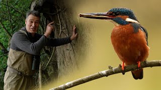 Kingfishers Raise Chicks in Home Built Specially For Them  4K  Discover Wildlife  Robert E Fuller [upl. by Enirhtak]