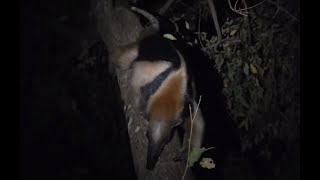 Weird Animal  The Northern Tamandua [upl. by Innoj340]