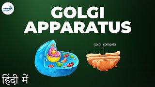 Cells  Lesson 10  Golgi apparatus  in Hindi हिंदी में   Infinity Learn [upl. by Arras831]