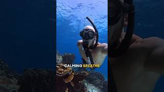 Breathe with me for 30 seconds ⏰ amp clear your head taking in the beauty underwater 😲 snorkeling [upl. by Airlee]