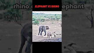 Elephant vs rhino trending animals wildlife elephant rhino shorts short [upl. by Plunkett]