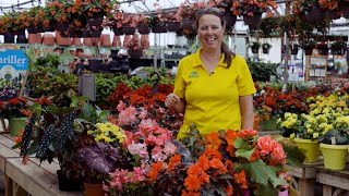 PETITTI Begonia Spotlight  Grow for Shade Deer Resistance amp Pollinators [upl. by Lukasz]