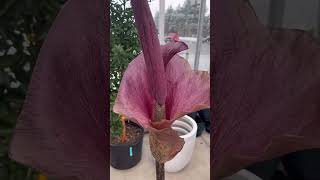 Amorphophallus konjac in bloom at Valleyview Gardens amorphophallus corpseflower [upl. by Walliw]