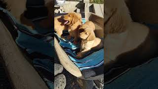 Golden Retriever Puppies October 1019241110 [upl. by Dajma]