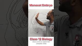 Monocot Embryo  Class 12 Biology  dhimansbiology biologyclass12 embryos [upl. by Becht]