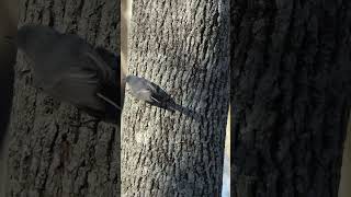 Bluegray Gnatcatcher ascends tree trunk [upl. by Pandora]