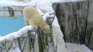 母を呼ぶホッキョクグマPolar Bear cub calls his mother [upl. by Mullac]