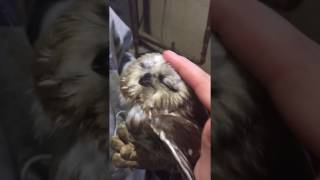 Little Saw Whet Owl Petting [upl. by Miah]