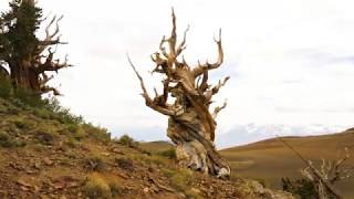 Ancient Bristlecone Pine Forest Near Big Pine CA [upl. by Malim235]