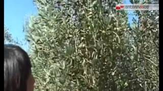 TG 040814 Xylella Fastidiosa la Puglia chiede aiuti al Governo [upl. by Lirba237]