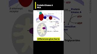 Protein Kinase A PKA 101 [upl. by Nylasoj]