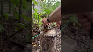 Debarking the next spoon project youtubecreators youtubehighfive [upl. by Gonta364]