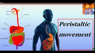 PERISTALTIC MOVEMENT IN Human Digestive System 10th CLASS BIOLOGY [upl. by Ahsieyk758]