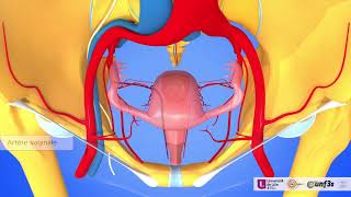 Vascularisation des organes pelviens féminins vidéo commentée [upl. by Archibold]