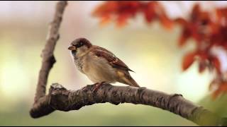 1 Hour Birdsong Sounds on a Spring Morning in English Countryside [upl. by Airotnes]