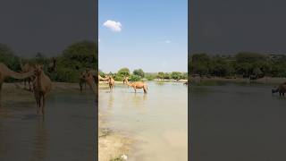 Camel is afraid of water shorts shortvideo youtubeshorts [upl. by Hatokad673]