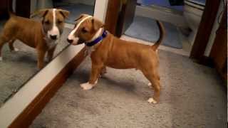 English Bull Terrier Puppy Discovers Reflection [upl. by Crescantia409]