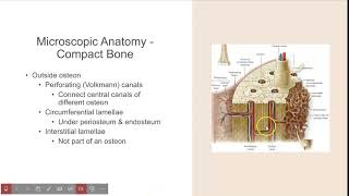 4 Microscopic Anatomy of Compact vs Spongy Bone [upl. by Vevina]