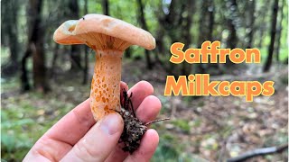 Saffron Milkcap Identification Edible Wild Mushrooms Lactarius deliciosus [upl. by Dhiman]