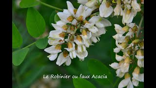 Le Robinier faux acacia un arbre nourricier [upl. by Ecad]