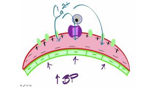 Myogenic Autoregulation [upl. by Kinemod429]