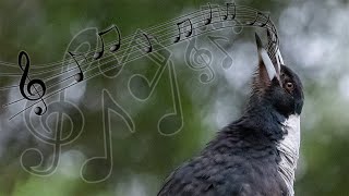 Australian Magpies Singing Compilation  one of the most beautiful bird calls [upl. by Berkly]