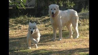 Cuccioli e Campioni di “Pastore Maremmano Abruzzese” passione arianese  Lo Speciale [upl. by Eltsryk]