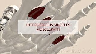 Interosseous Muscles Musclepath Origin Insertion 3d Animation [upl. by Zoellick810]