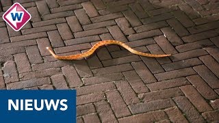 Ontsnapte slang na jaar op straat gevonden [upl. by Atirys]