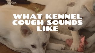 What Kennel Cough Sounds Like [upl. by Daffodil]