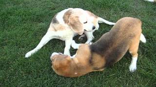 beagle epilepsy  Lafora disease 26072012 [upl. by Acima]