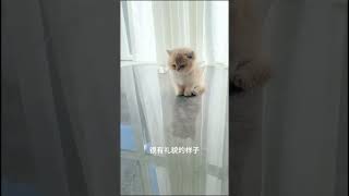 Cat cute cuteanimal cuteecats kitten cutepetscentral cutecat 猫 [upl. by Raseda]