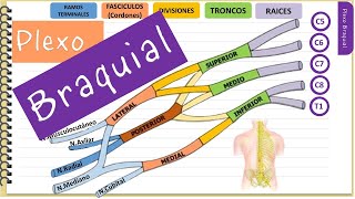 Plexo braquial ‐ Fácil y didáctico [upl. by Melody]