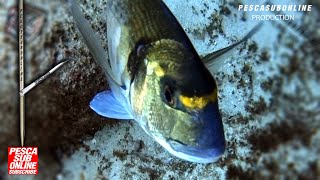 Chasse sousmarine méditerranée Apnée Grosse Dorade poulpe poisson Pêche sous marine [upl. by Aney256]