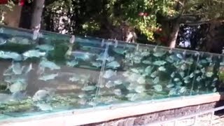 Wealthy villa owner builds stunning aquarium fence [upl. by Anairt111]