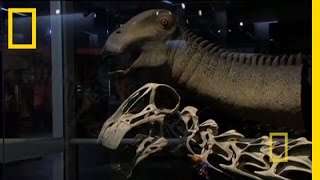 Bringing Back Nigersaurus  Nat Geo Live [upl. by Herminia835]