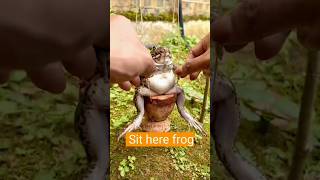 Incredible Frog Moments You Wont Believe🙀🐸shorts youtubeshorts frog chidiyaranistories [upl. by Annazor572]