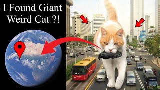 I Found Giant Weird Cat in Real Life on Google Maps and Google Earth map earth universala2z [upl. by Eener]