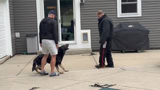 PROTECTION DOG COLT TRAINING WITH THE OWNER [upl. by Hofmann763]