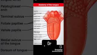 External structure of tongue and its name ❤❤❤❤❤ [upl. by Linzer]