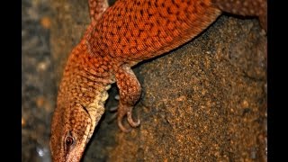 Leucistic Varanus Kingorum Pair [upl. by Kreiker]