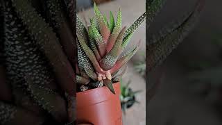 How to Propagate Haworthia succulent [upl. by Ecreip573]