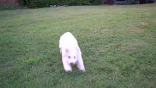 Lagotto Romagnolo available puppy  Miss HH5 [upl. by Notnad]