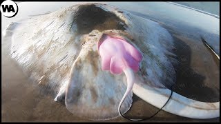 Stingray Gives Birth to 1 Child Per Second Because There Is a Shark Nearby [upl. by Nalniuq924]