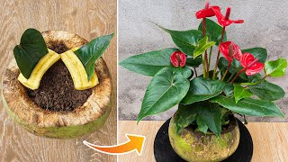 Tips for propagating anthurium from leaves with bananas Growing anthuriums in coconuts [upl. by Morgun]