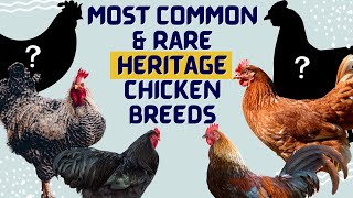 Heritage Breed Chickens Which is best [upl. by Notgnilliw]