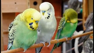 Over 9 hours of Budgies Playing Singing and Talking [upl. by Amory650]