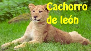 Cachorro de león [upl. by Garap]