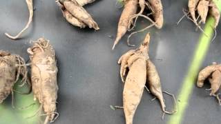 Planting Moringa Roots [upl. by Sirrad859]