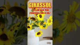 GIRASSOL “A FLOR QUE TEM CONEXÃO COM O SOL” [upl. by Oballa370]